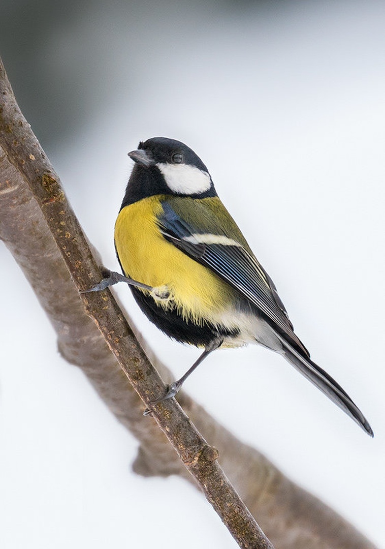Velika sinica (Parus major) by Danijel Turnšek