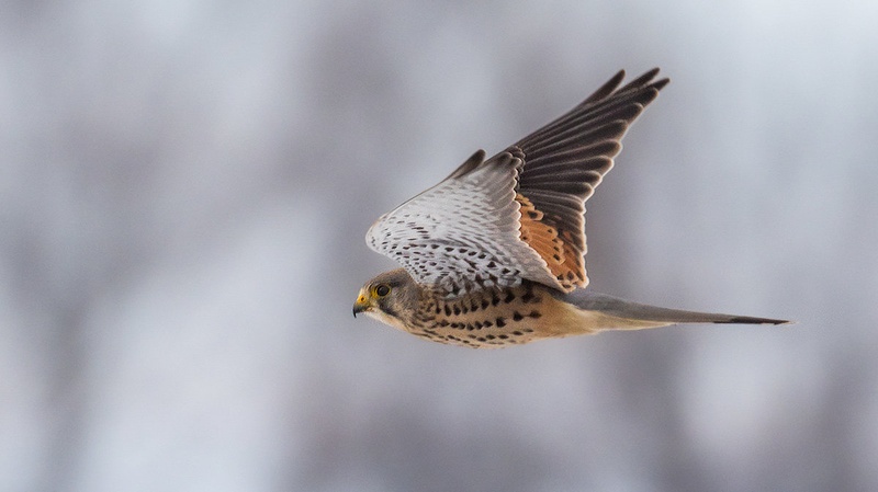 Navadna postovka (Falco tinnunculus) by Danijel Turnšek