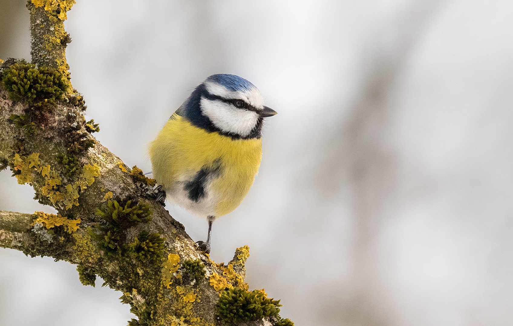 Plavček (Cyanistes caeruleus) by Danijel Turnšek