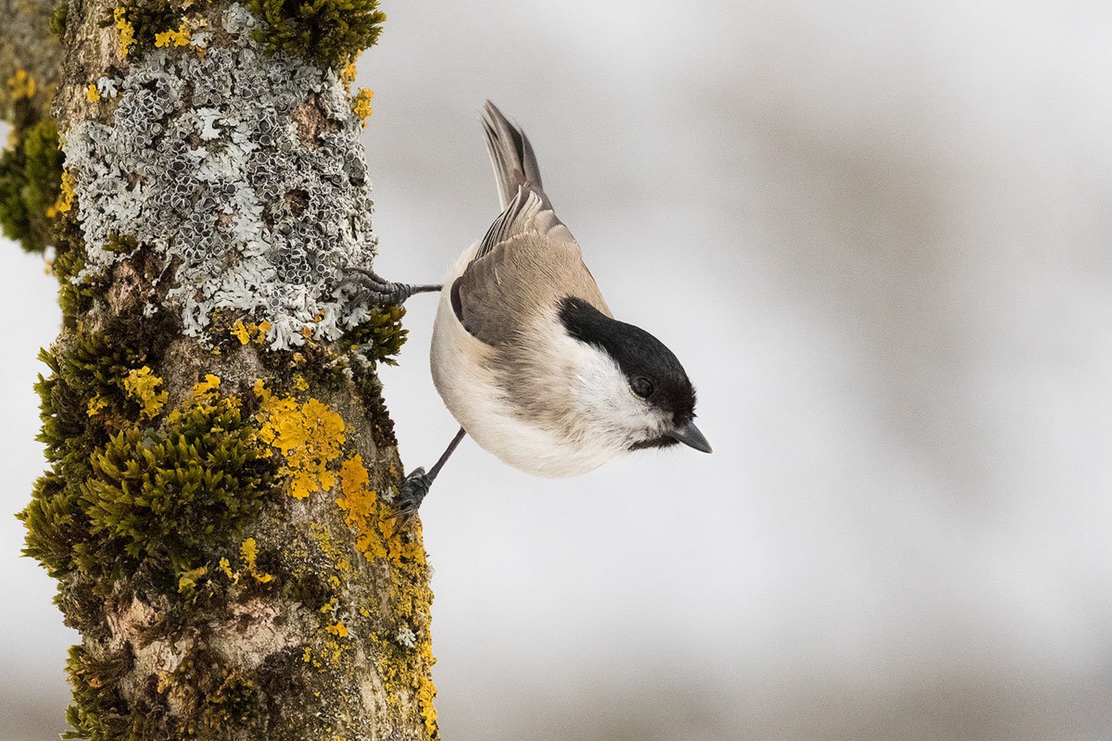 Močvirska sinica (Parus palustris) by Danijel Turnšek