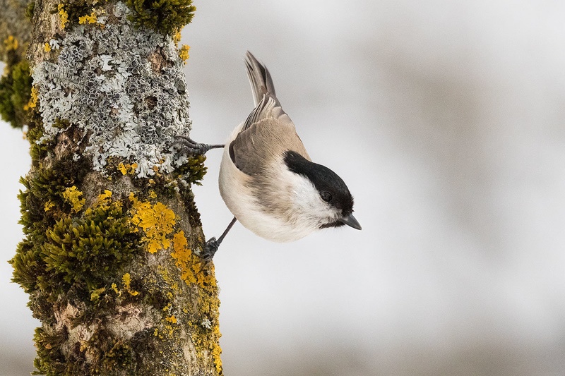 Močvirska sinica (Parus palustris) by Danijel Turnšek