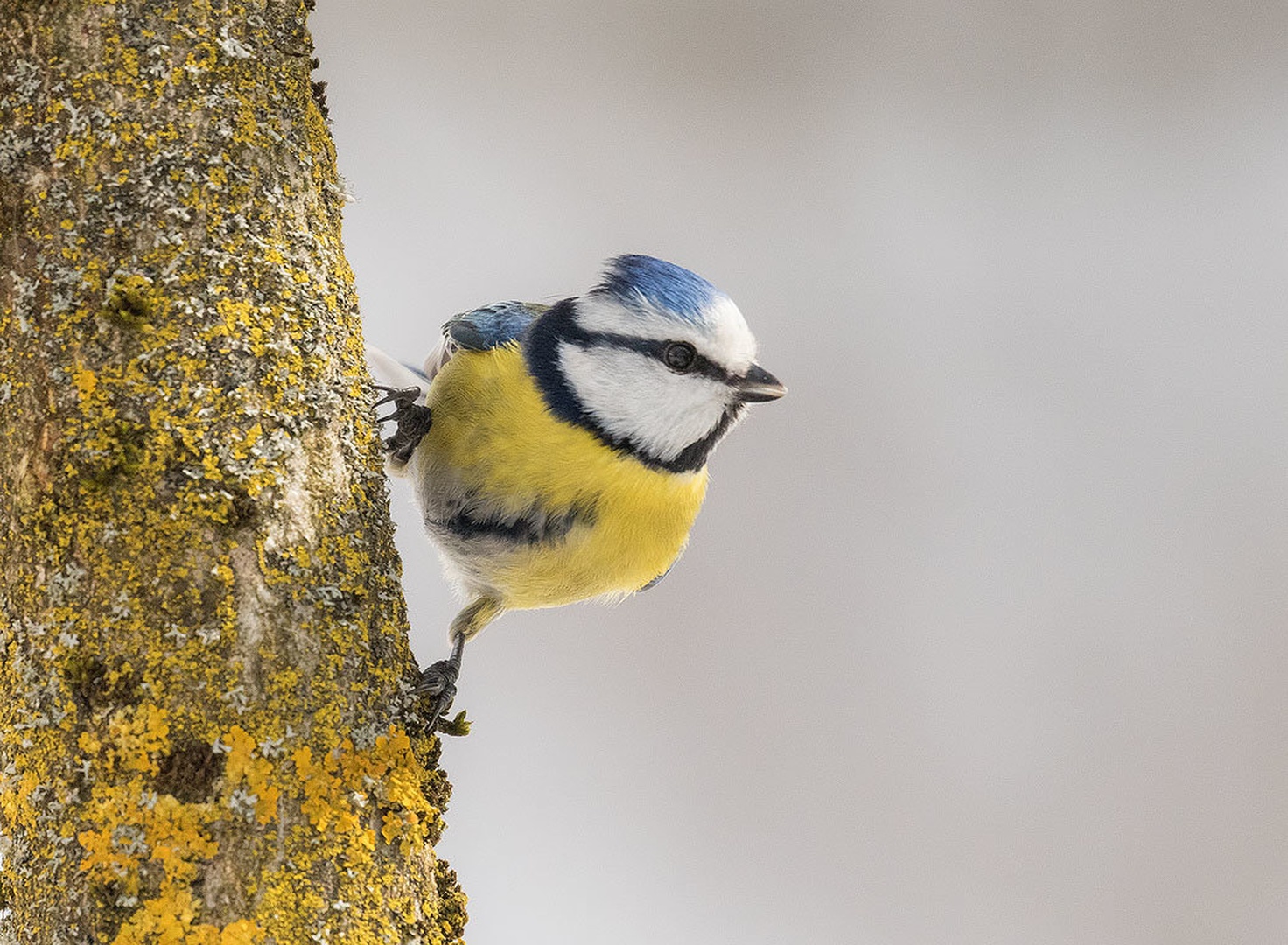 Plavček (Cyanistes caeruleus) by Danijel Turnšek