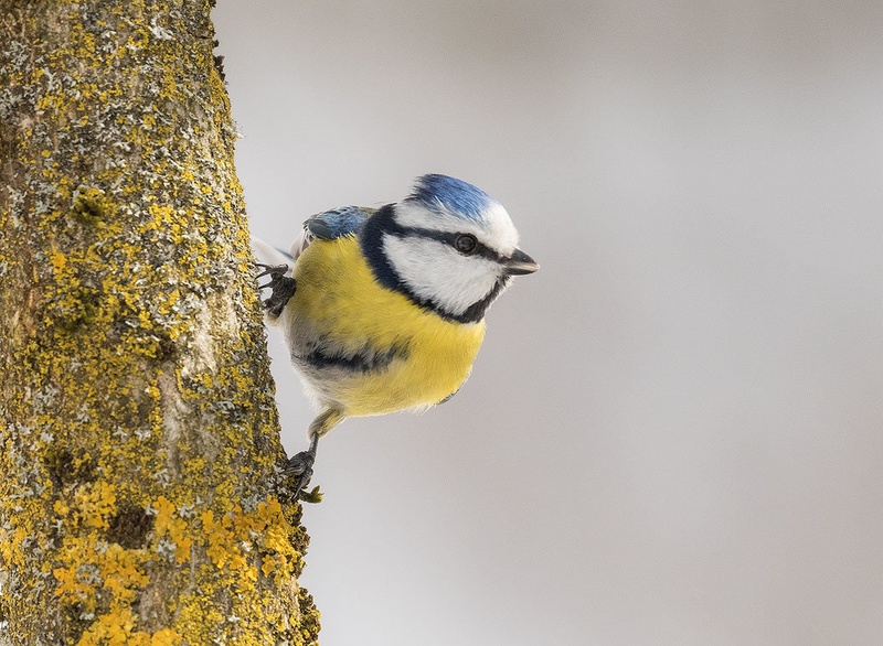 Plavček (Cyanistes caeruleus) by Danijel Turnšek