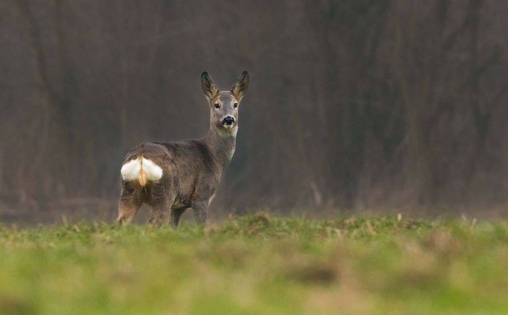 Srna (Capreolus capreolus) by Danijel Turnšek