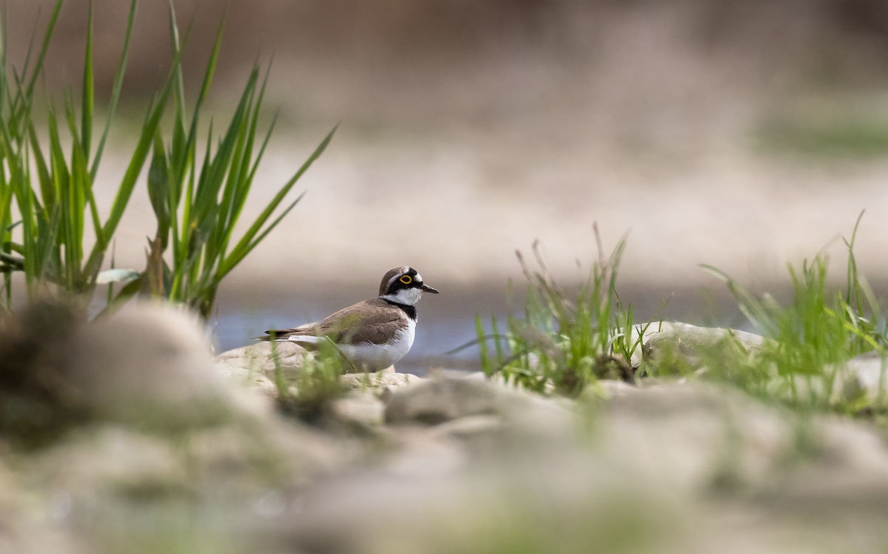 Mali deževnik (Charadrius dubius) by Danijel Turnšek