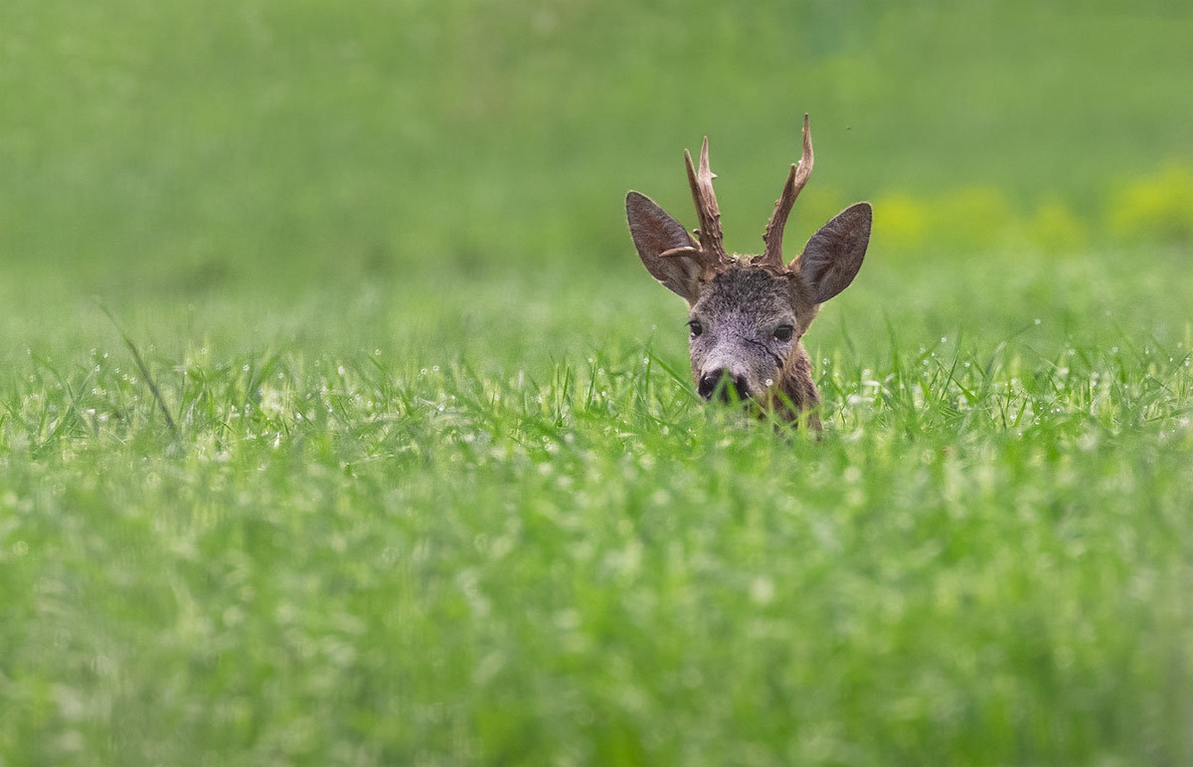 Srnjak (Capreolus capreolus) by Danijel Turnšek