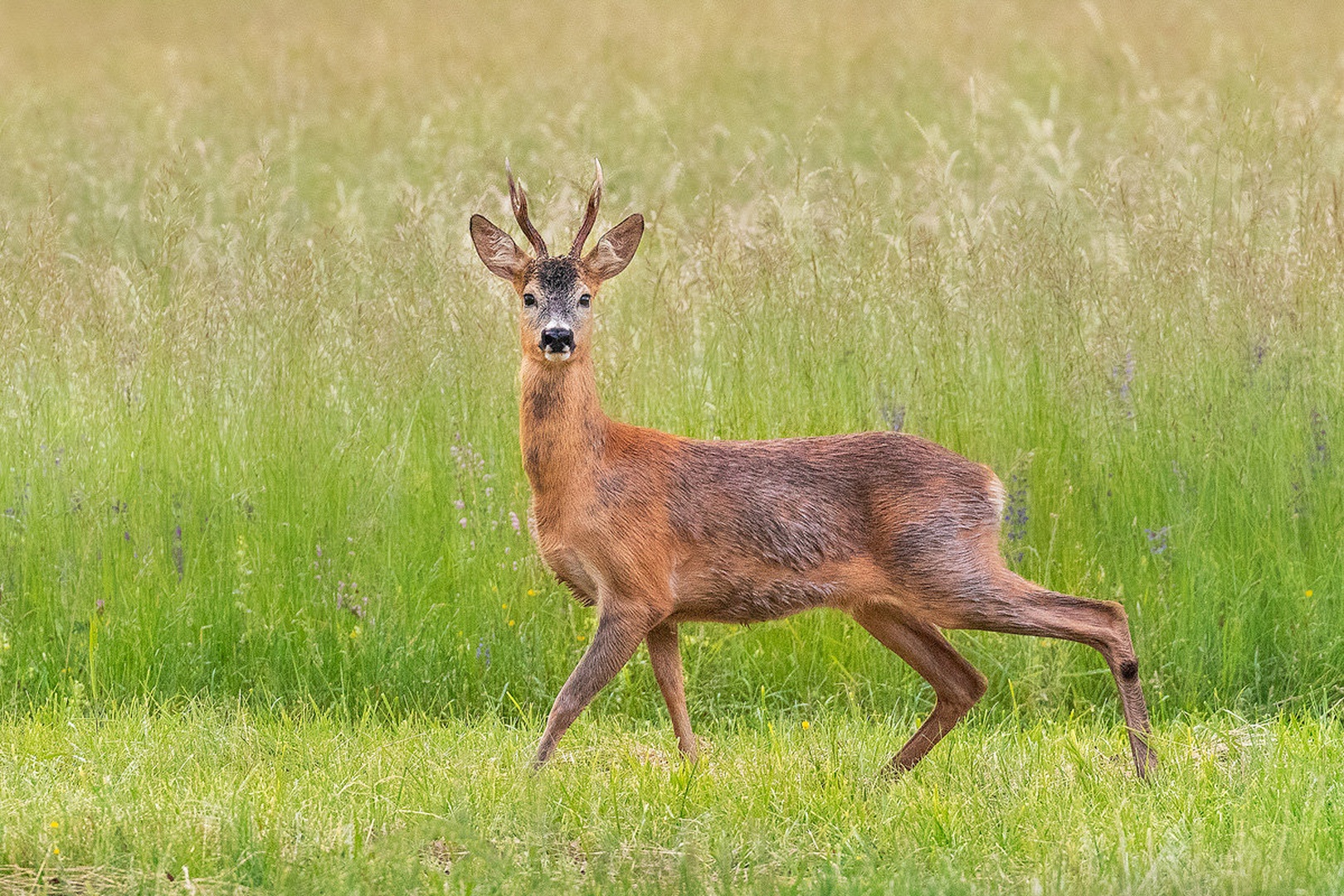 Srnjak (Capreolus capreolus) by Danijel Turnšek