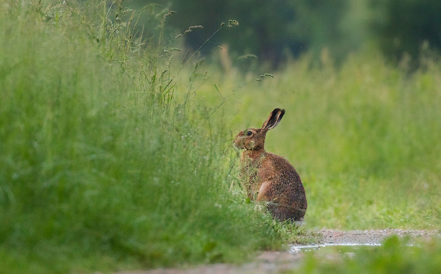 Poljski zajec (Lepus europaeus) by Danijel Turnšek