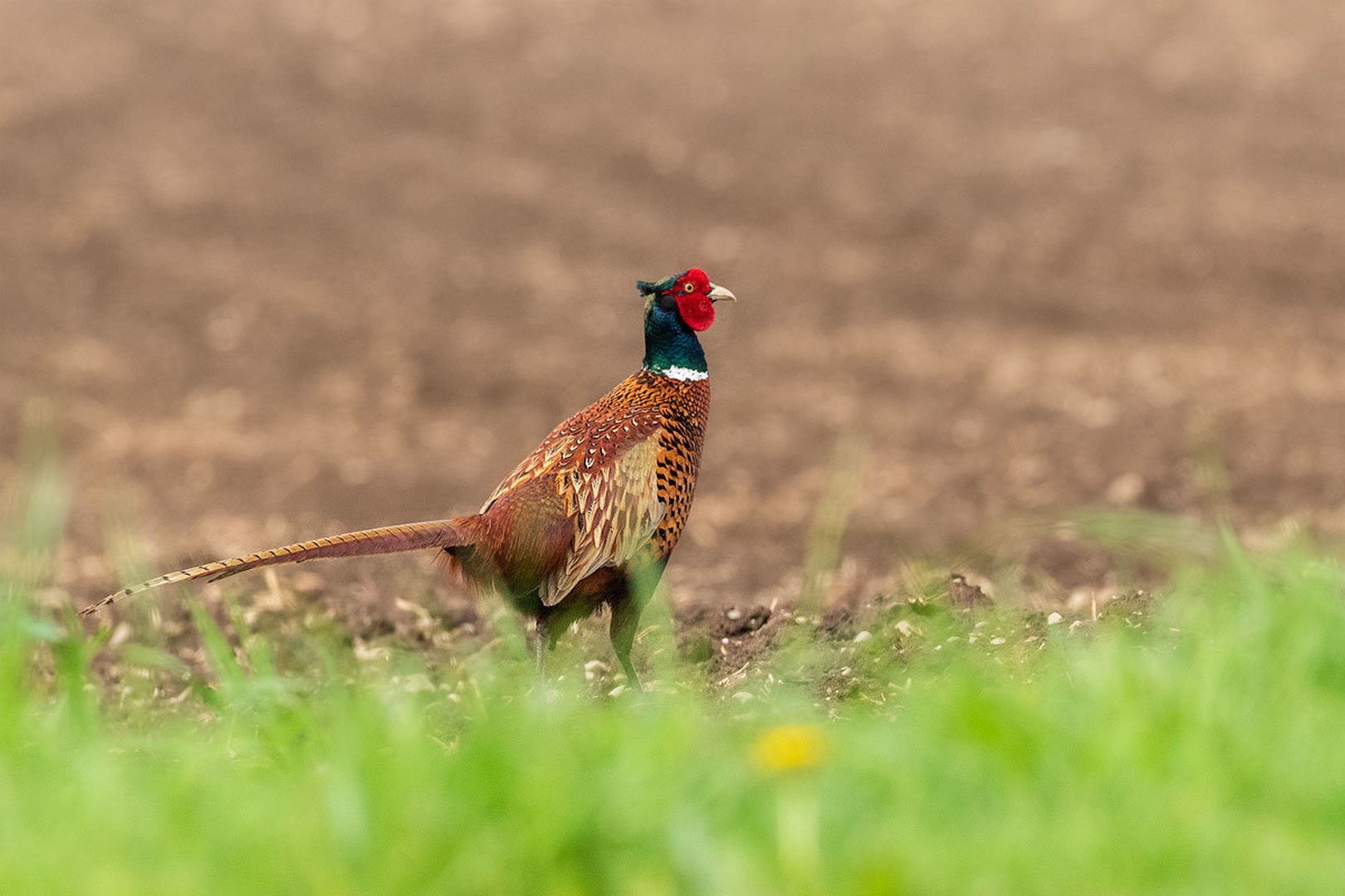 Fazan (Phasianus colchicus) by Danijel Turnšek