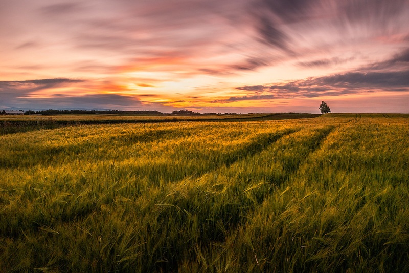 Zlato polje II. by Danijel Turnšek