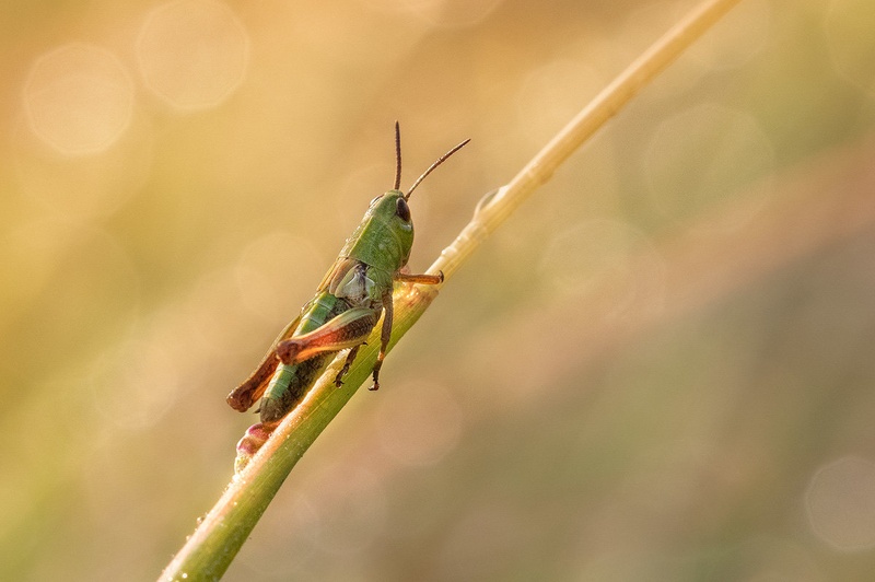 Kobilica (Orthoptera) by Danijel Turnšek
