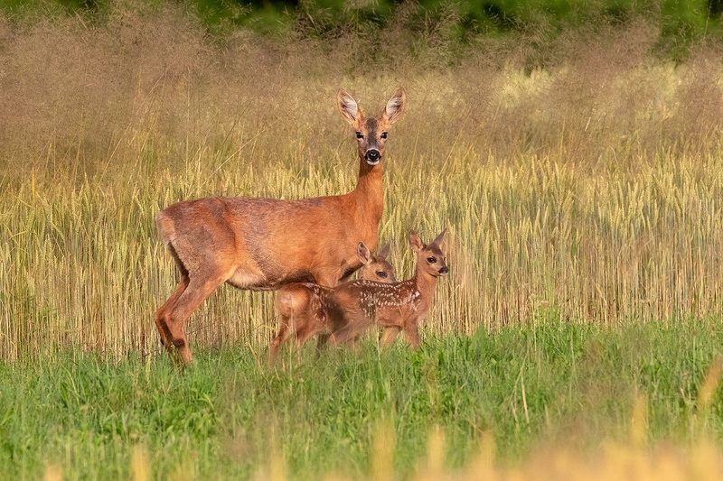 Srna z mladiči (Capreolus capreolus) by Danijel Turnšek