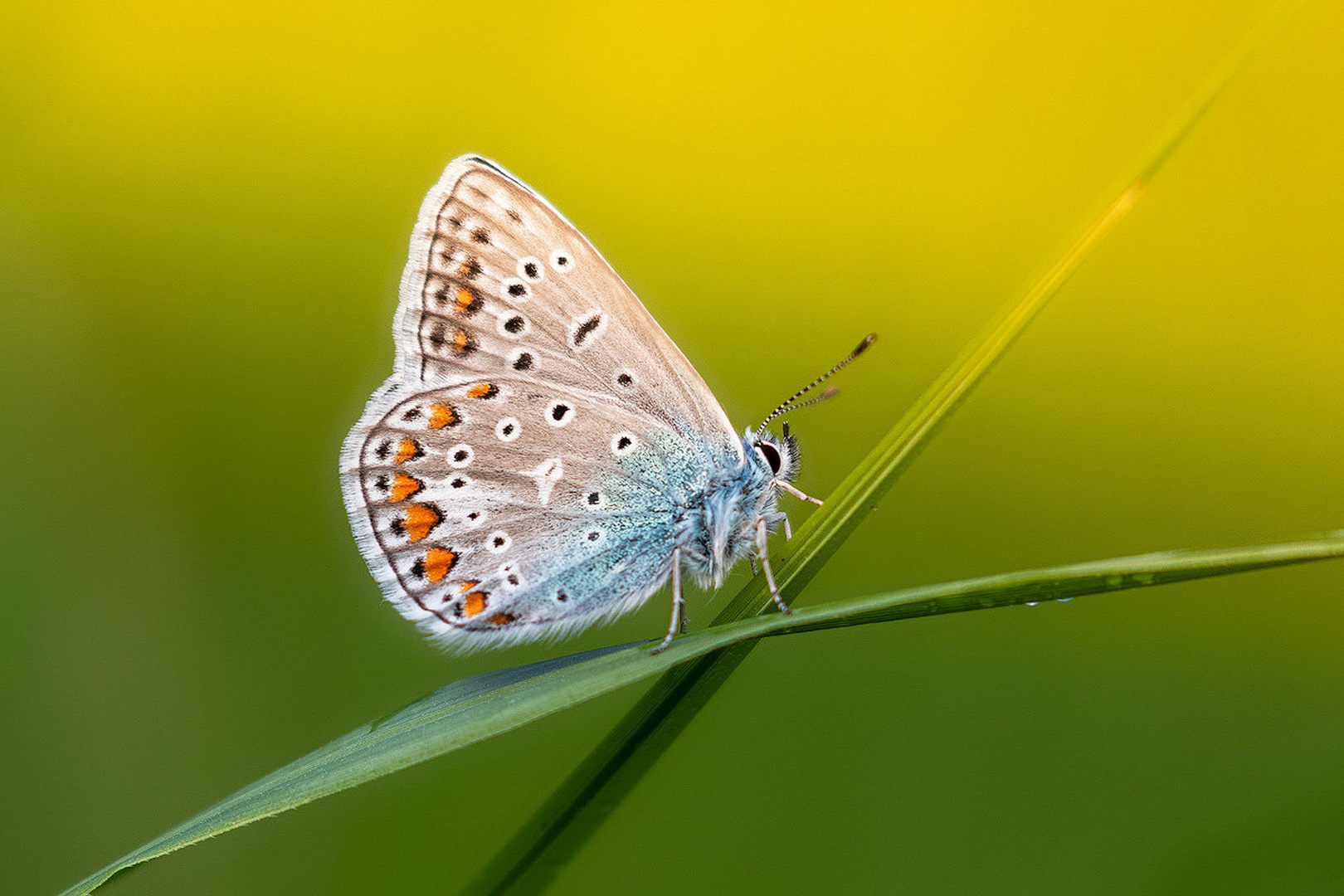 Navadni modrin (Polyommatus icarus) by Danijel Turnšek
