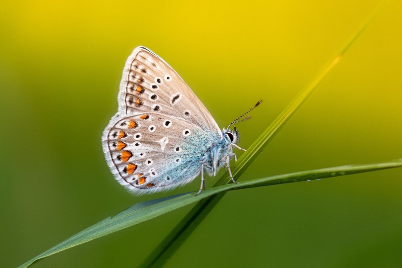 Navadni modrin (Polyommatus icarus) by Danijel Turnšek