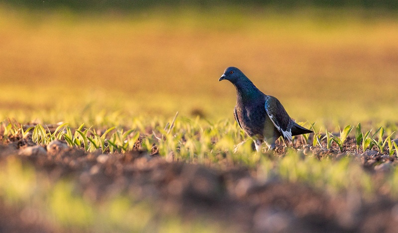 Golob grivar (Columba palumbus) by Danijel Turnšek