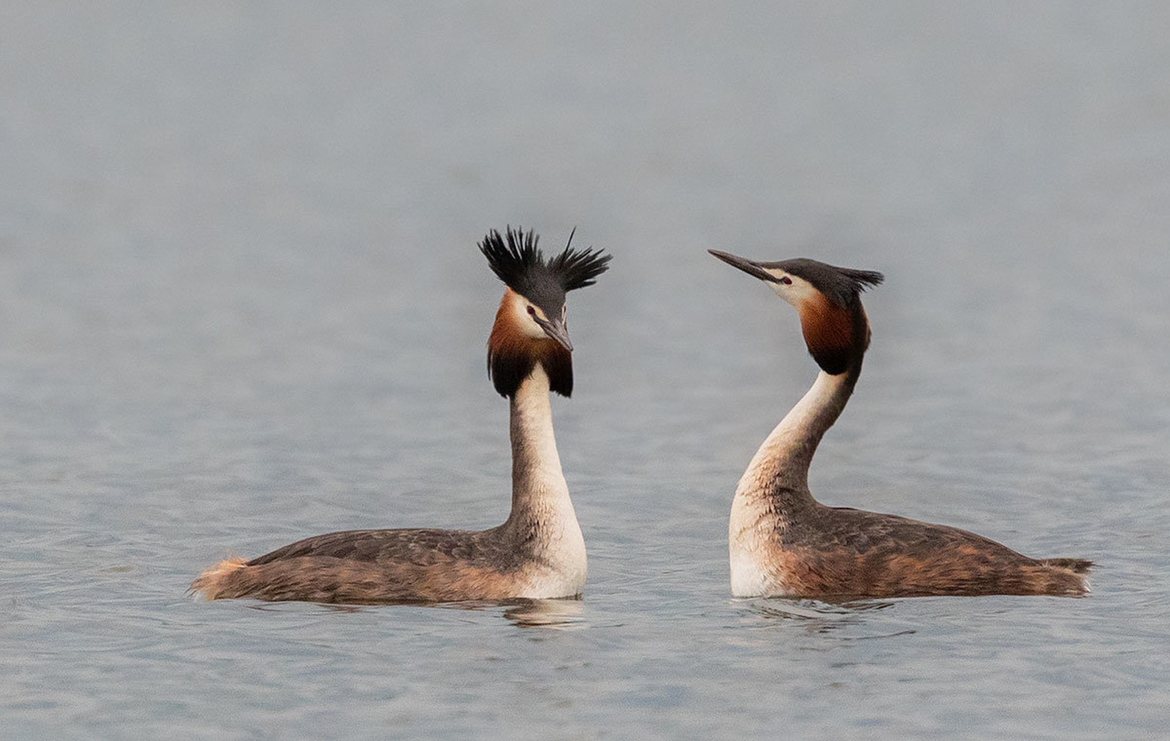 Čopasti ponirek (Podiceps cristatus) by Danijel Turnšek
