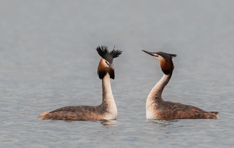 Čopasti ponirek (Podiceps cristatus) by Danijel Turnšek