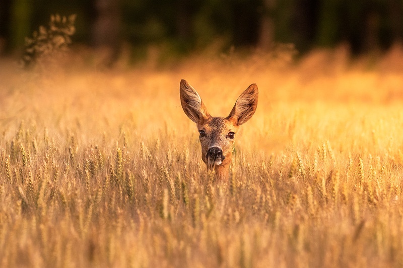 Srna (Capreolus capreolus) by Danijel Turnšek