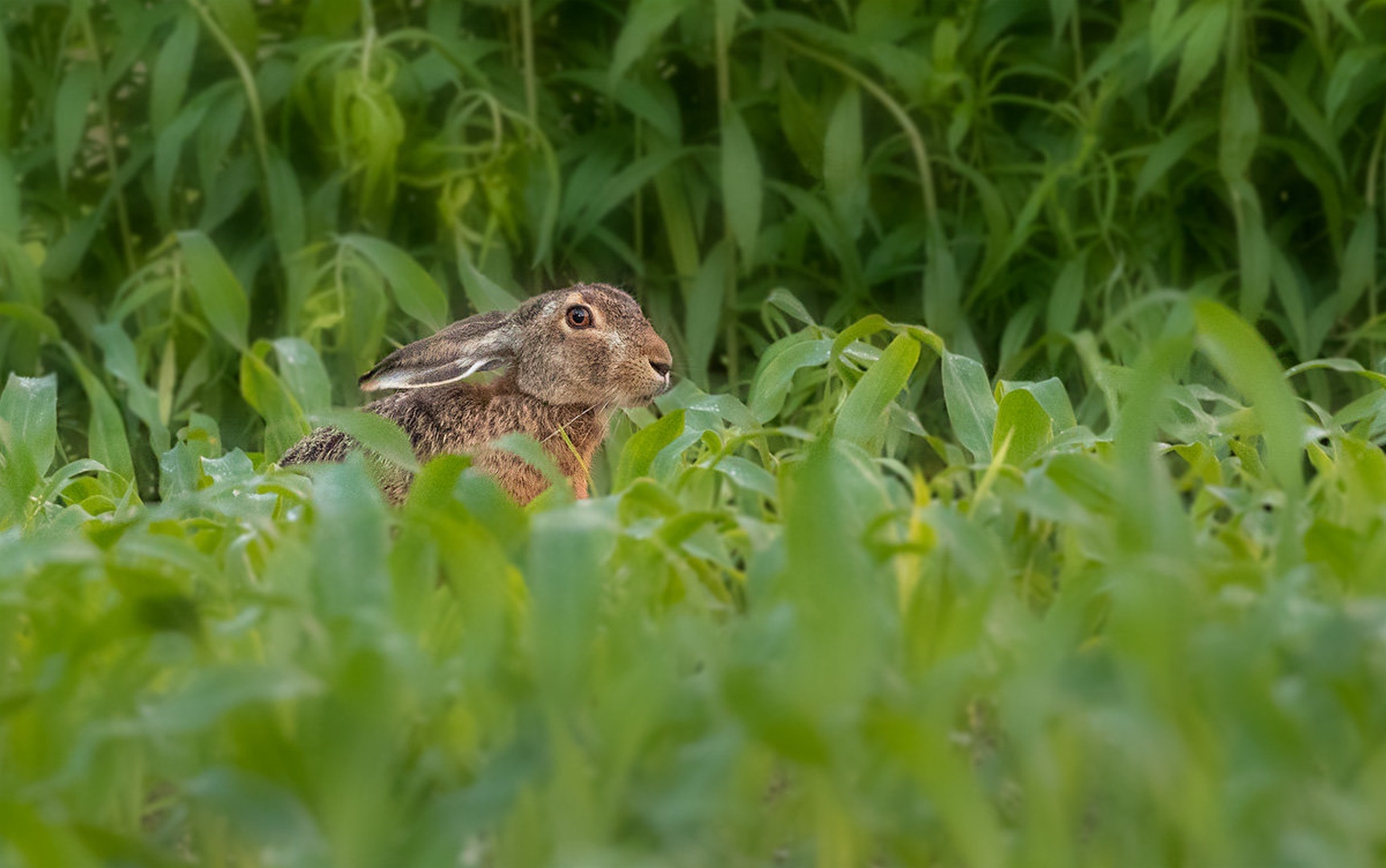 Poljski zajec (Lepus europaeus) by Danijel Turnšek