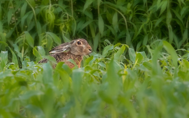 Poljski zajec (Lepus europaeus) by Danijel Turnšek