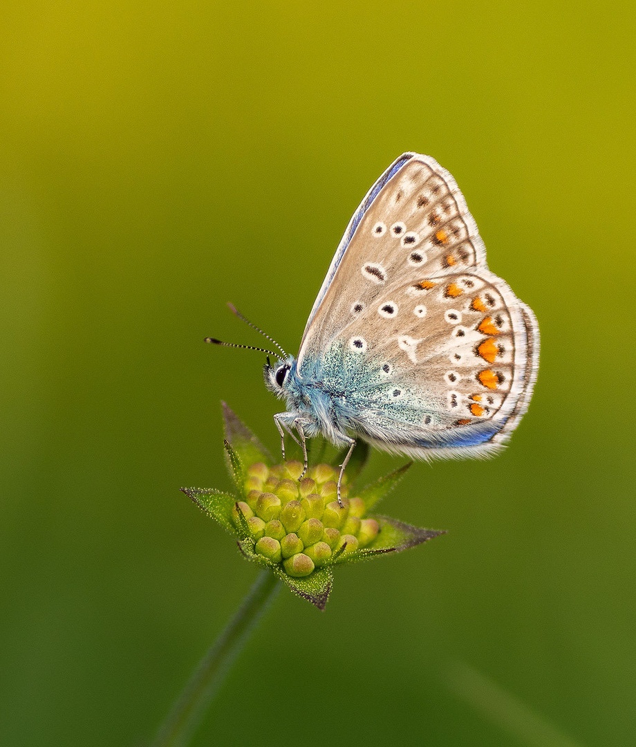 Navadni modrin (Polyommatus icarus) by Danijel Turnšek