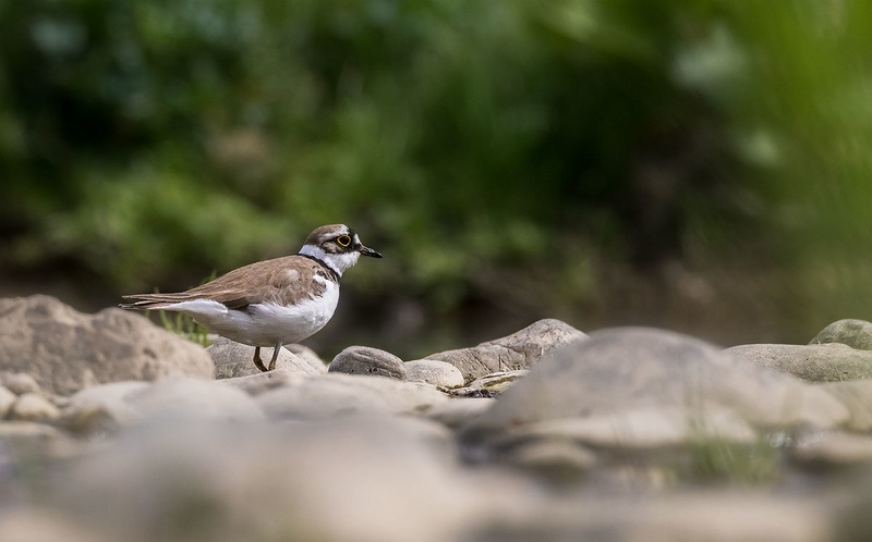 Mali deževnik (Charadrius dubius) by Danijel Turnšek