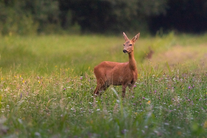 Srna (Capreolus capreolus) by Danijel Turnšek