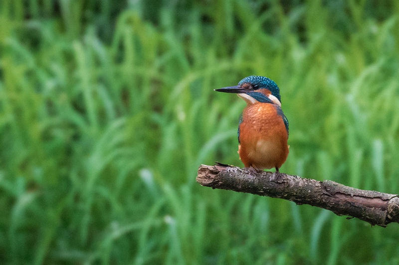 Vodomec (Alcedo atthis) by Danijel Turnšek