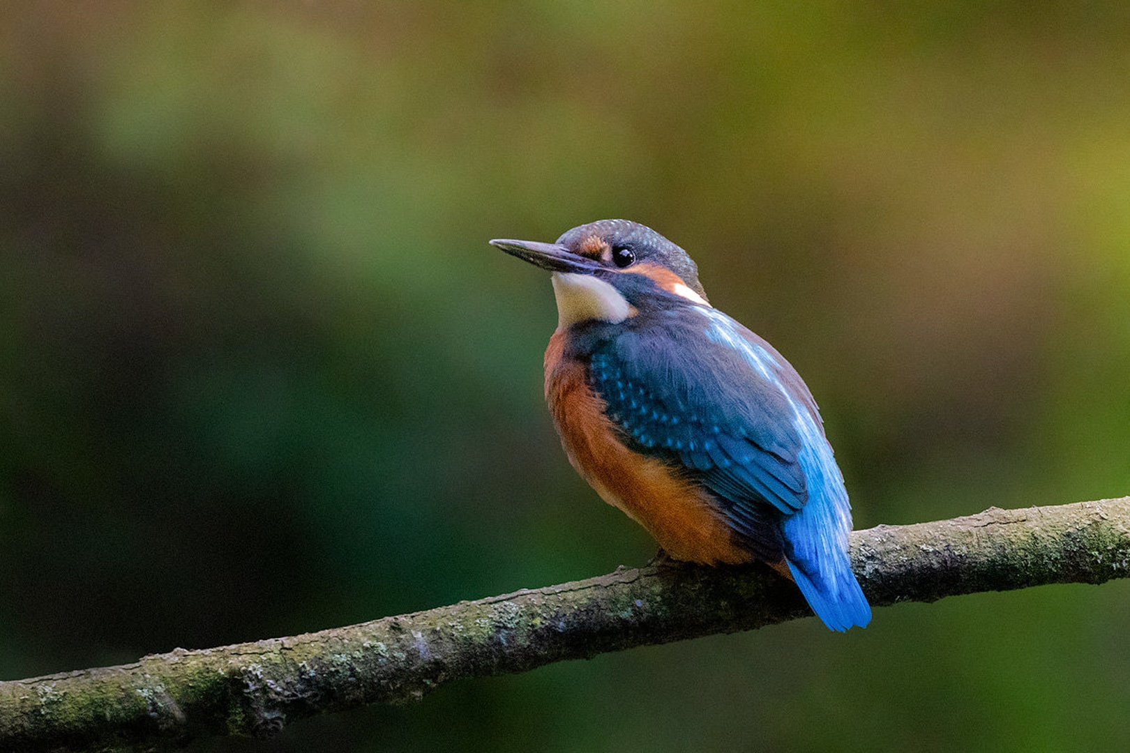Vodomec (Alcedo atthis) by Danijel Turnšek