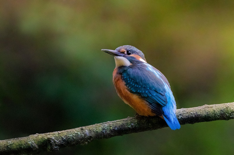 Vodomec (Alcedo atthis) by Danijel Turnšek