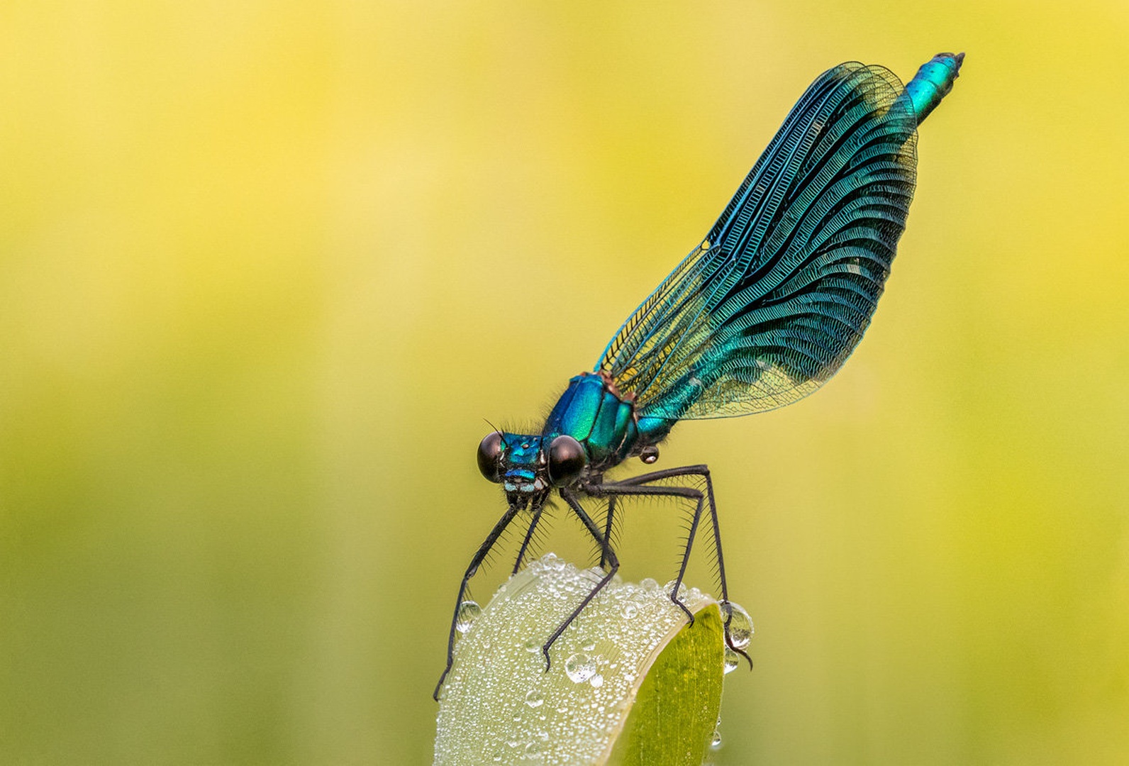 Pasasti bleščavec (Calopteryx splendens) by Danijel Turnšek