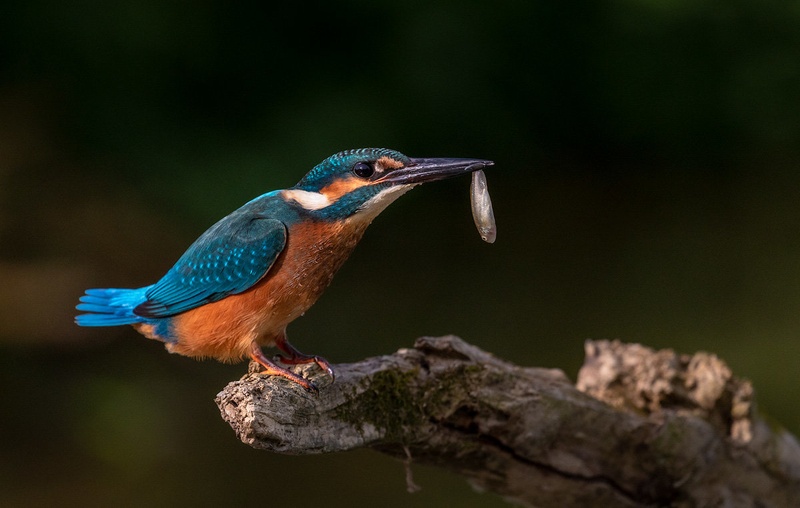 Vodomec (Alcedo atthis) by Danijel Turnšek