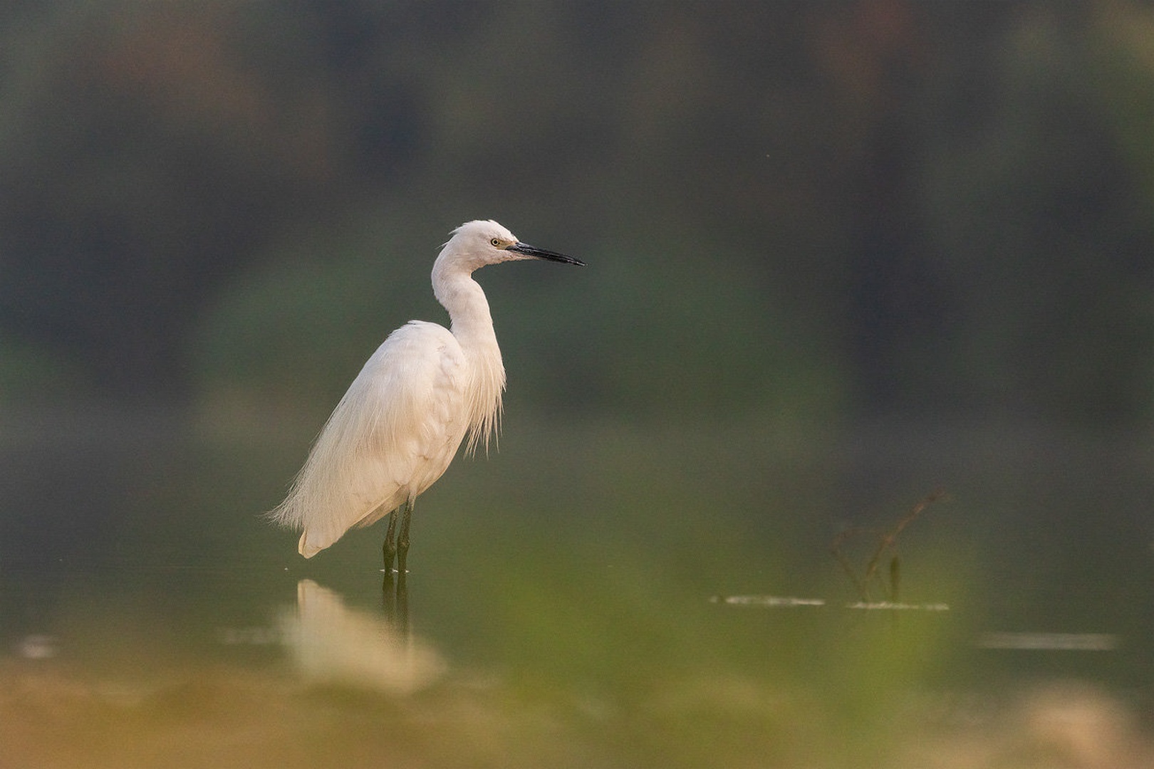 Mala bela čaplja (Egretta garzetta) by Danijel Turnšek