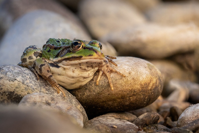 Zelena žaba (Pelophylax kl. esculenta) by Danijel Turnšek