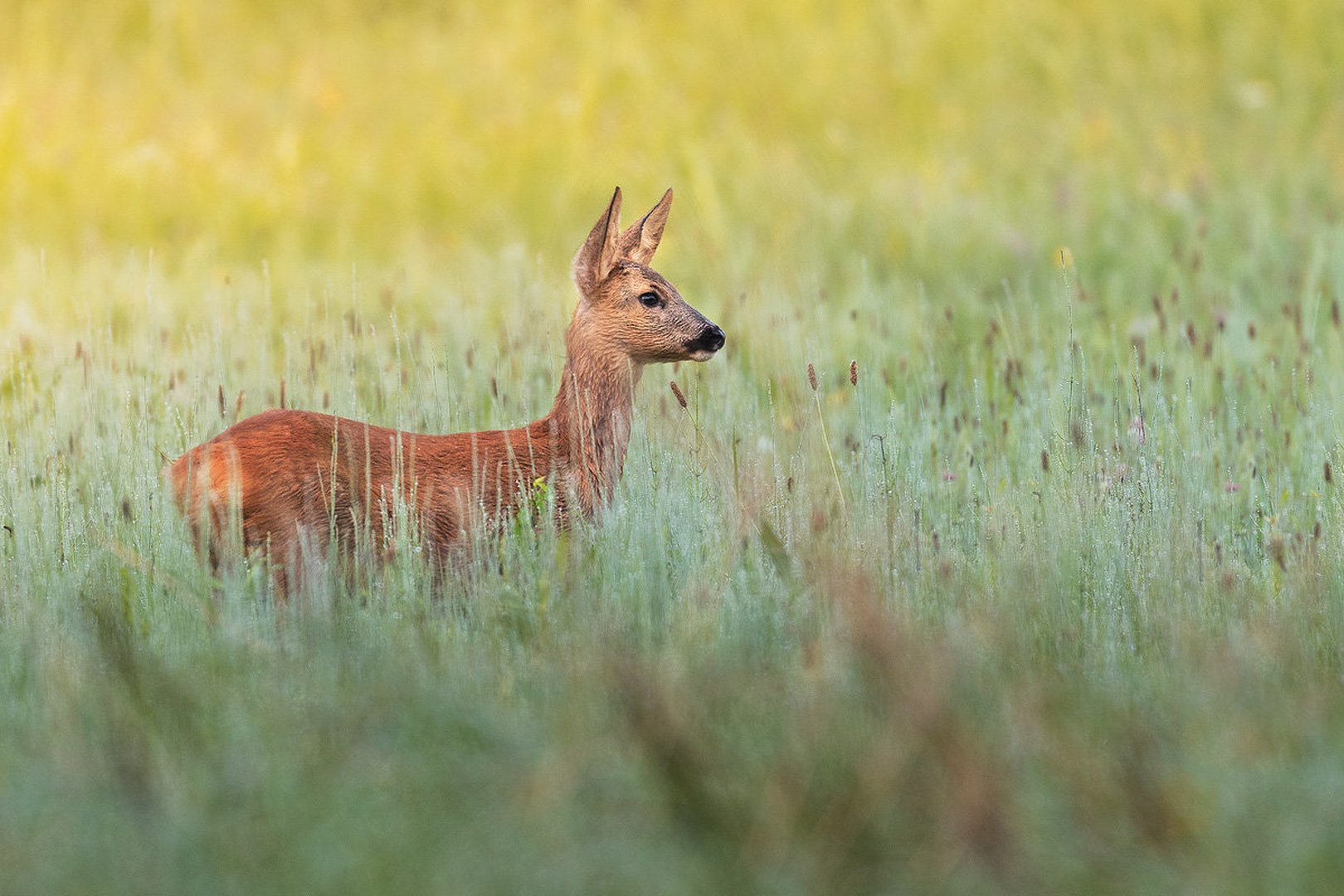 Srnica (Capreolus capreolus) by Danijel Turnšek