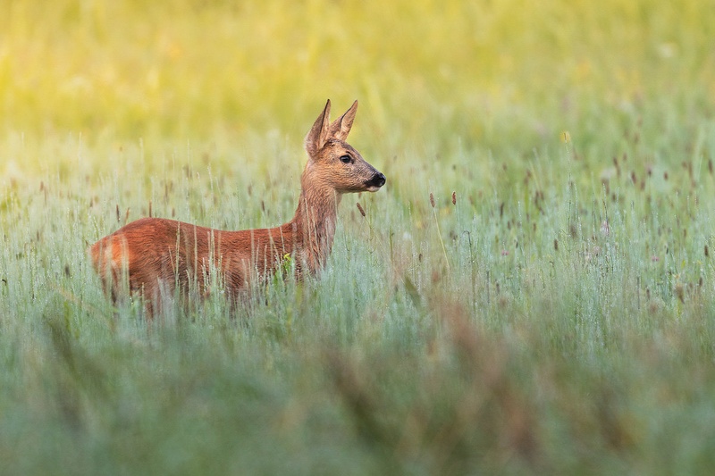 Srnica (Capreolus capreolus) by Danijel Turnšek