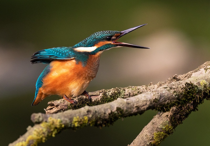 Vodomec (Alcedo atthis) by Danijel Turnšek