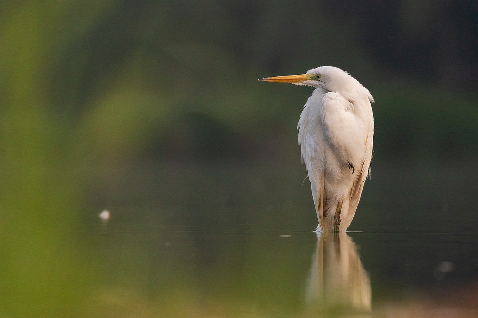 Velika bela čaplja (Ardea alba) by Danijel Turnšek