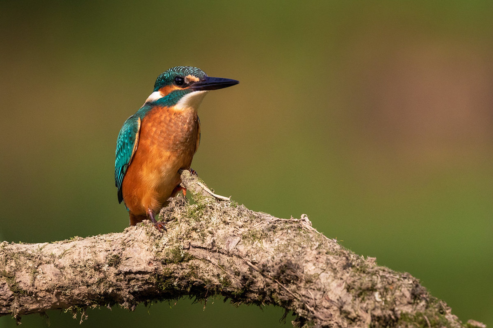 Vodomec (Alcedo atthis) by Danijel Turnšek