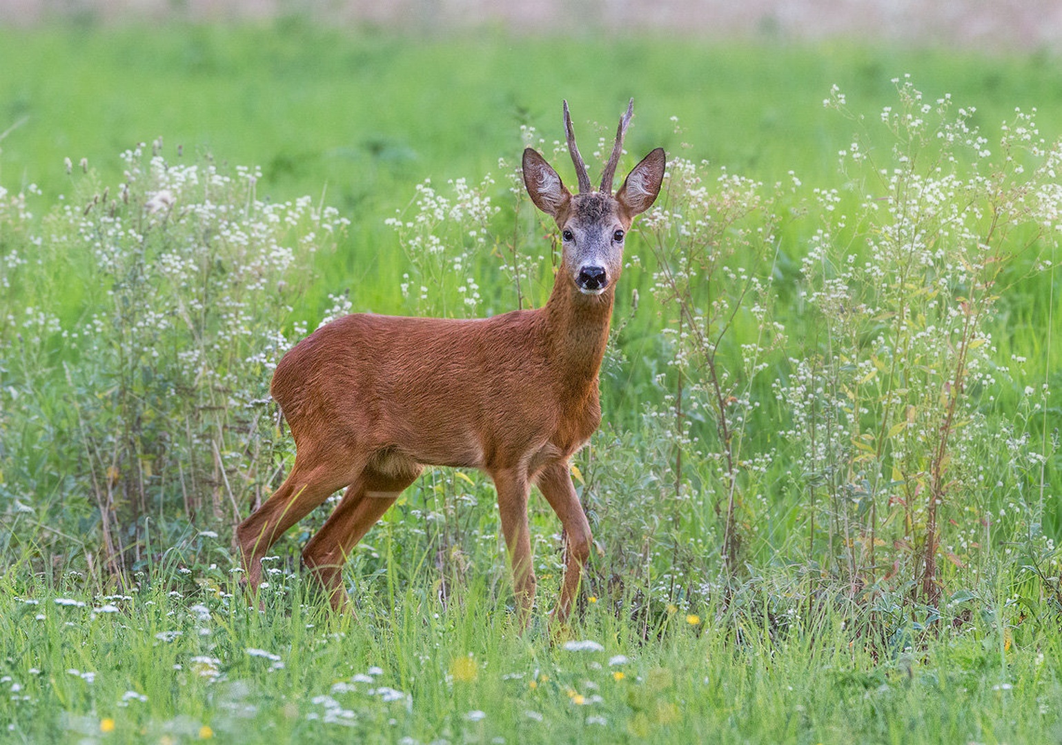Srnjak (Capreolus capreolus) by Danijel Turnšek