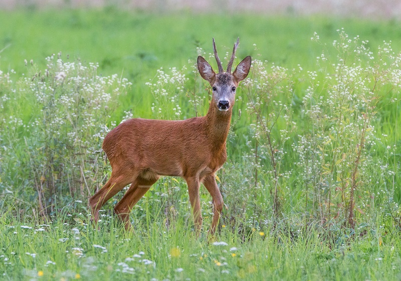 Srnjak (Capreolus capreolus) by Danijel Turnšek