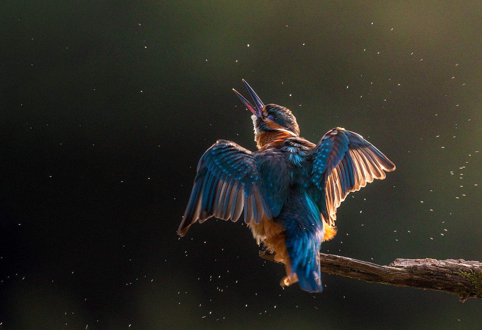 Vodomec (Alcedo atthis) by Danijel Turnšek