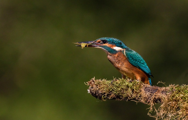 Vodomec (Alcedo atthis) by Danijel Turnšek