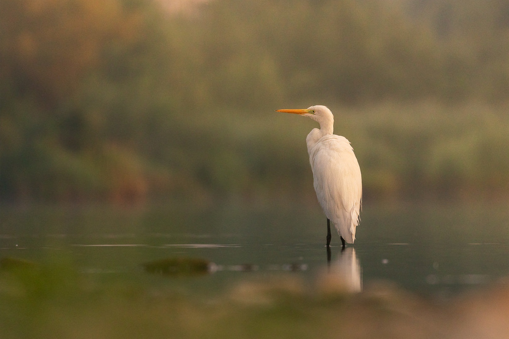 Velika bela čaplja (Ardea alba) by Danijel Turnšek