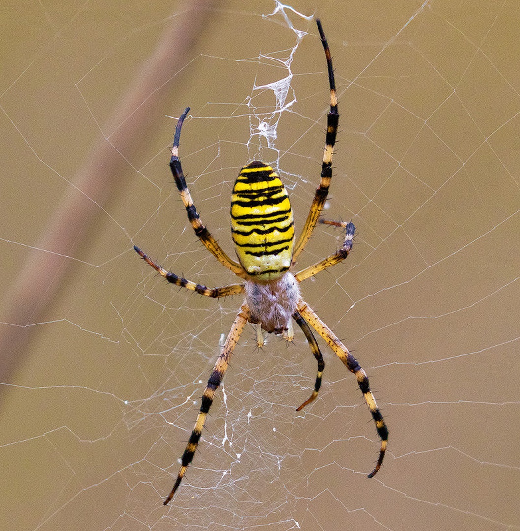 Osasti pajek (Argiope bruennichi) by Danijel Turnšek