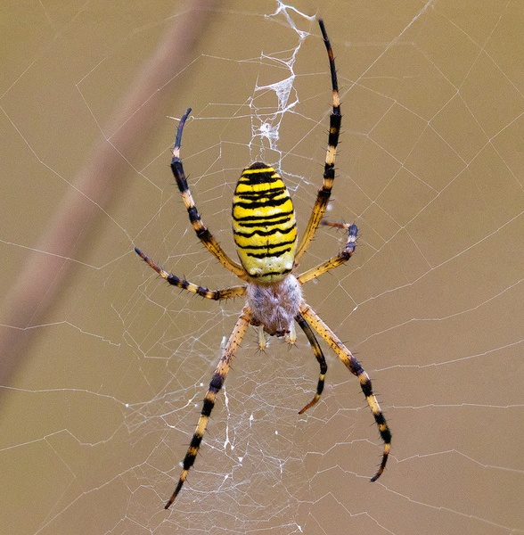 Osasti pajek (Argiope bruennichi) by Danijel Turnšek