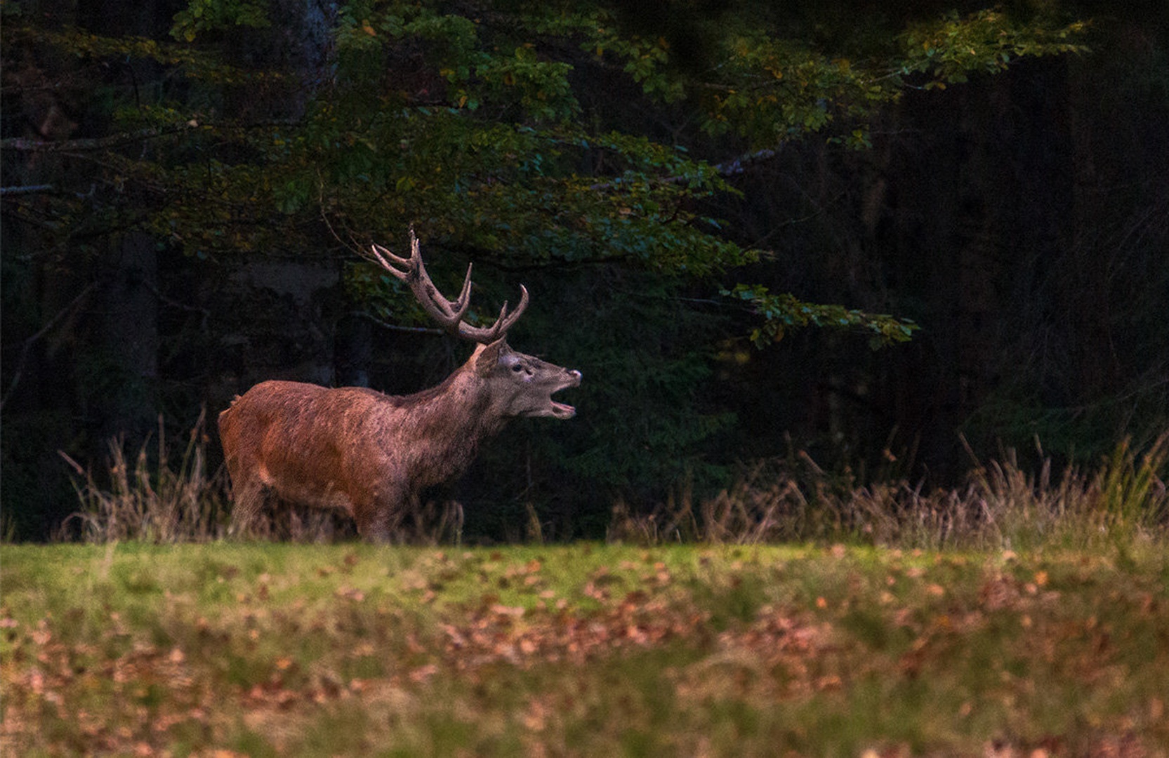 Navadni jelen (Cervus elaphus) by Danijel Turnšek