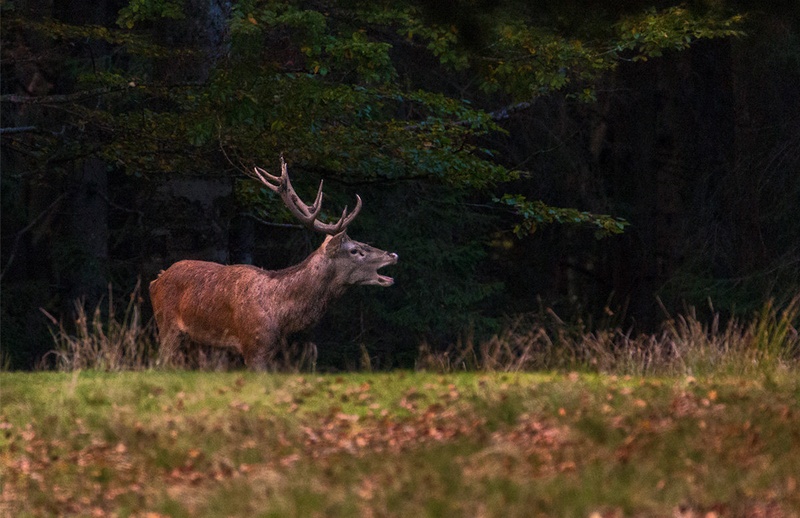 Navadni jelen (Cervus elaphus) by Danijel Turnšek