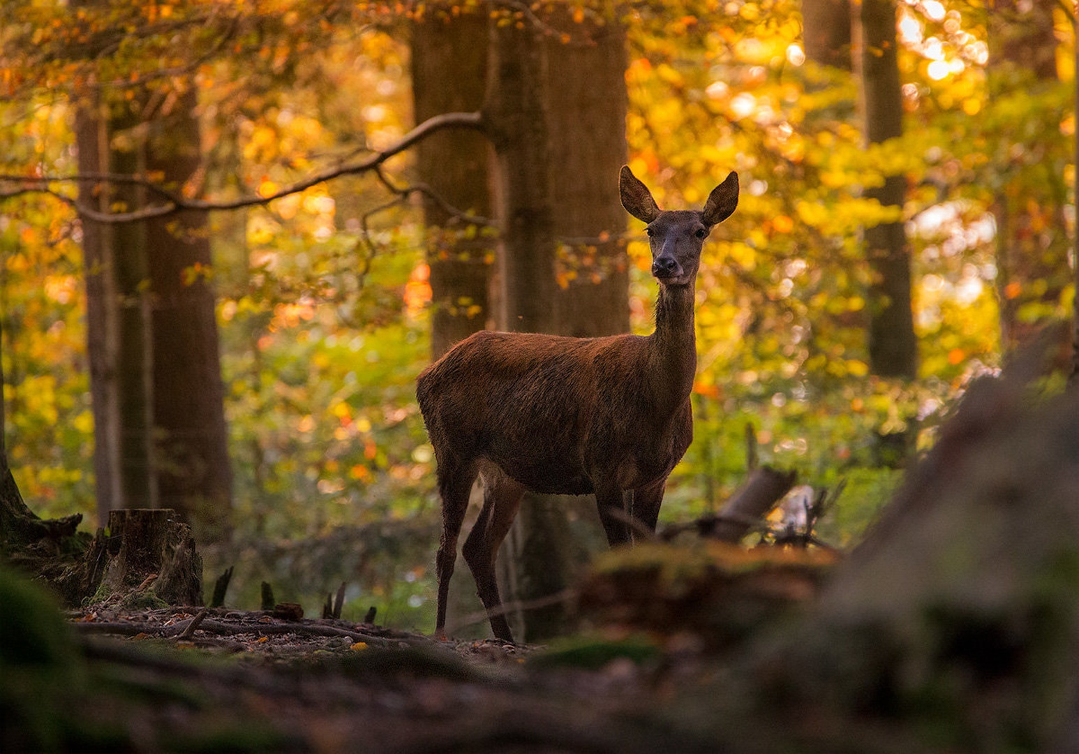 Košuta navadnega jelena (Cervus elaphus) by Danijel Turnšek