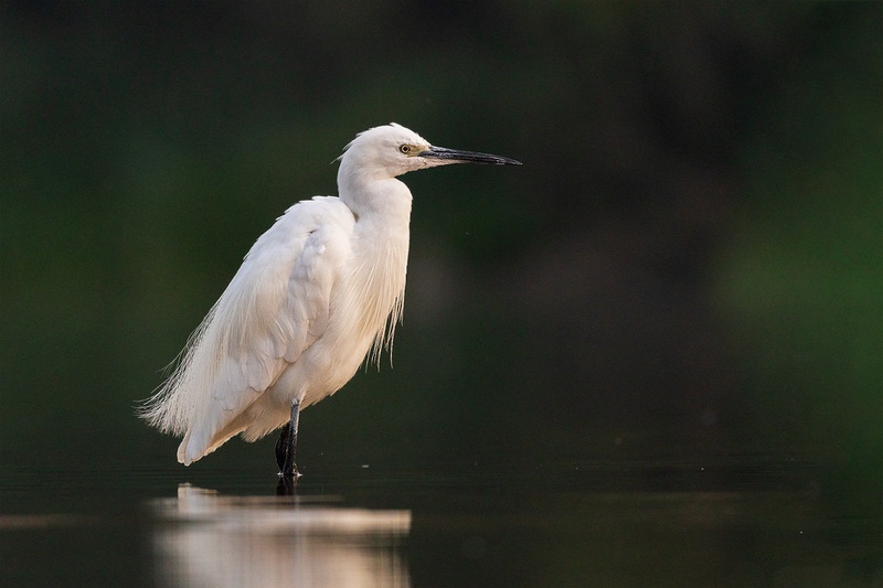 Mala bela čaplja (Egretta garzetta) by Danijel Turnšek